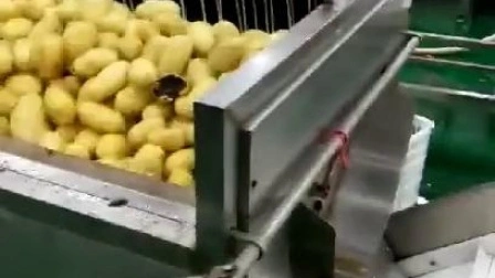 1200 kg/h Automatische Gemüse- und Obstkartoffelschälmaschine